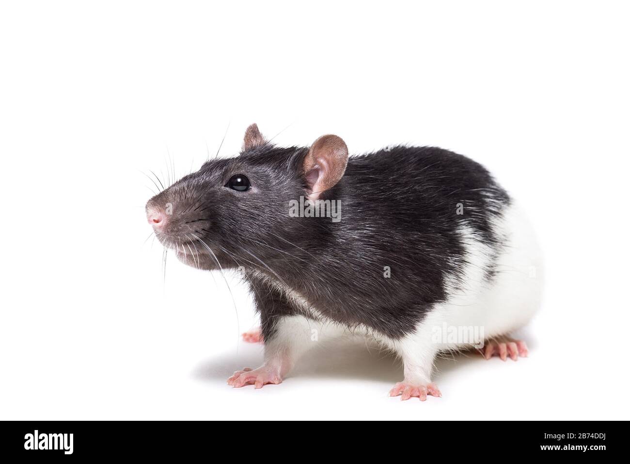 rat close-up isolated on white background, the rat is a symbol of the year 2020 Stock Photo