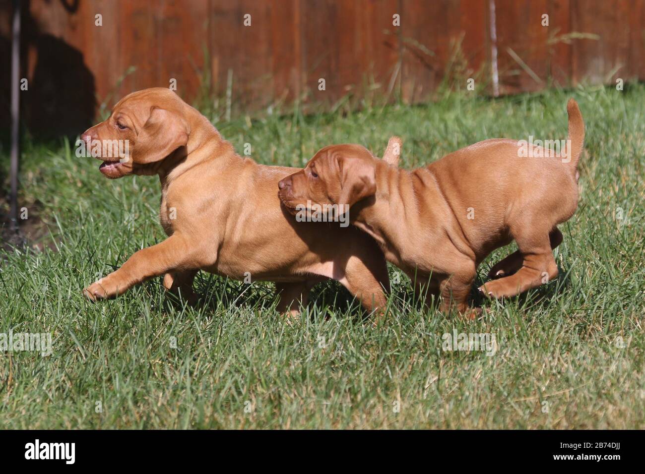 Vizula Puppies Stock Photo