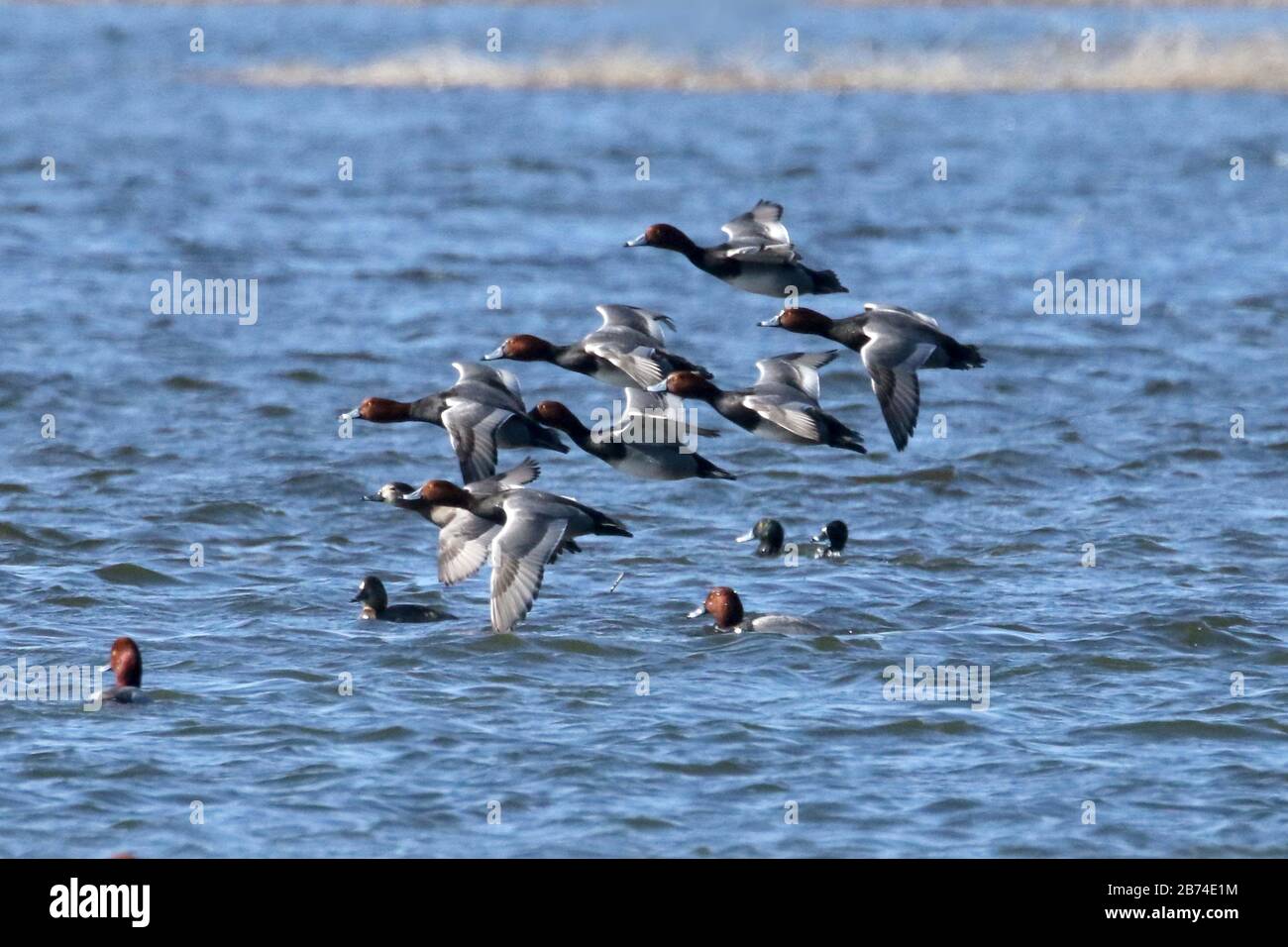 Rafts of thousands of migrating ducks hi-res stock photography and ...