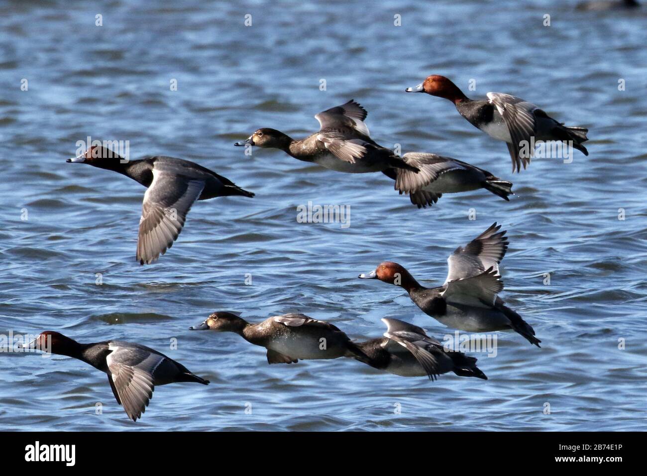 Two ducks nesting hi-res stock photography and images - Alamy
