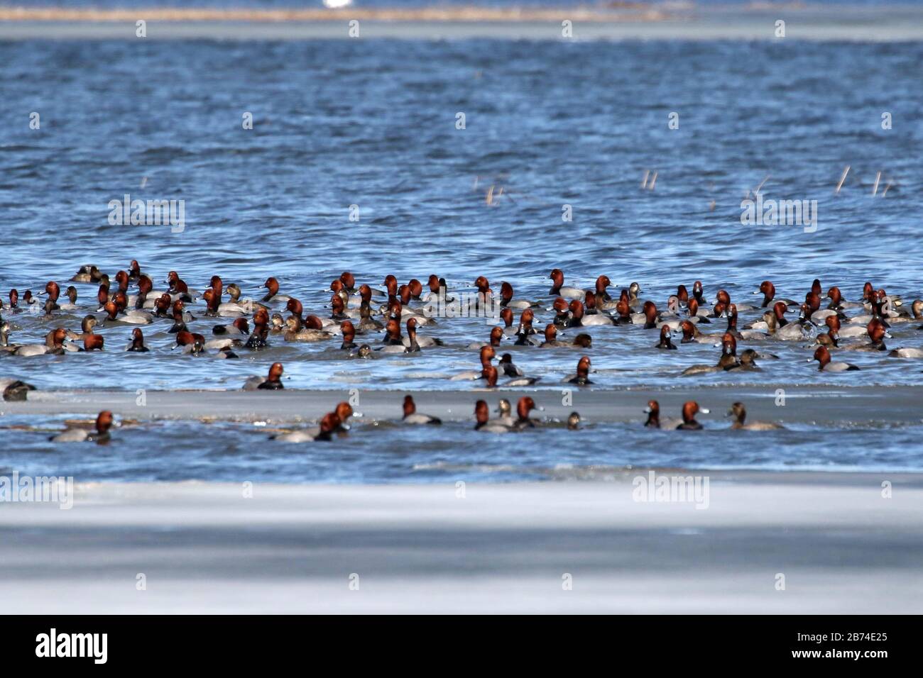 Huge rafts of migrating Red head ducks Stock Photo - Alamy