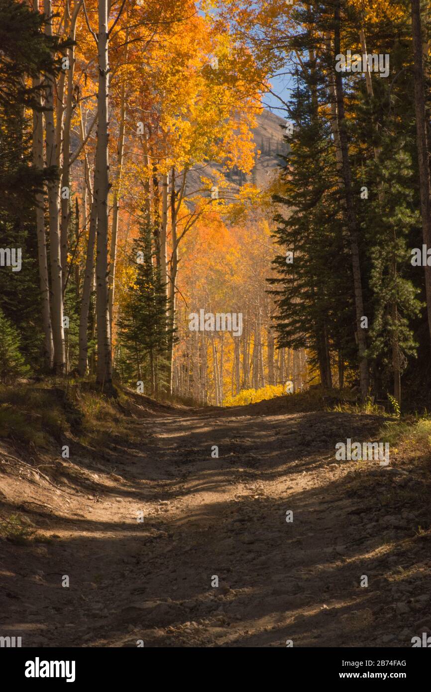 Aspen trees path aspen hi-res stock photography and images - Alamy