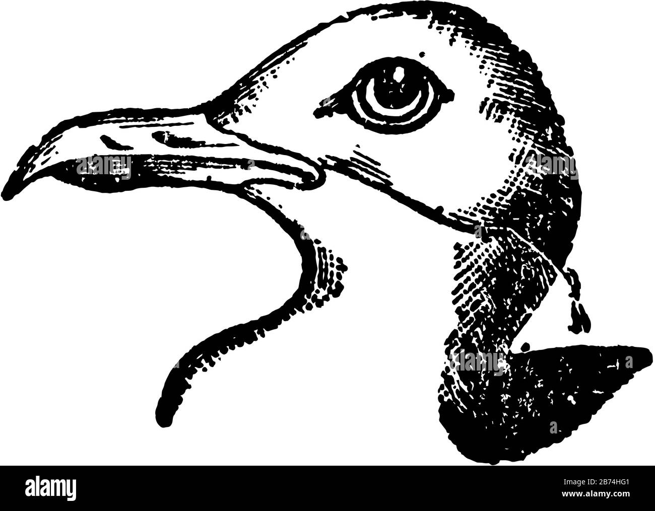 This illustration represents Herring Gull, vintage line drawing or