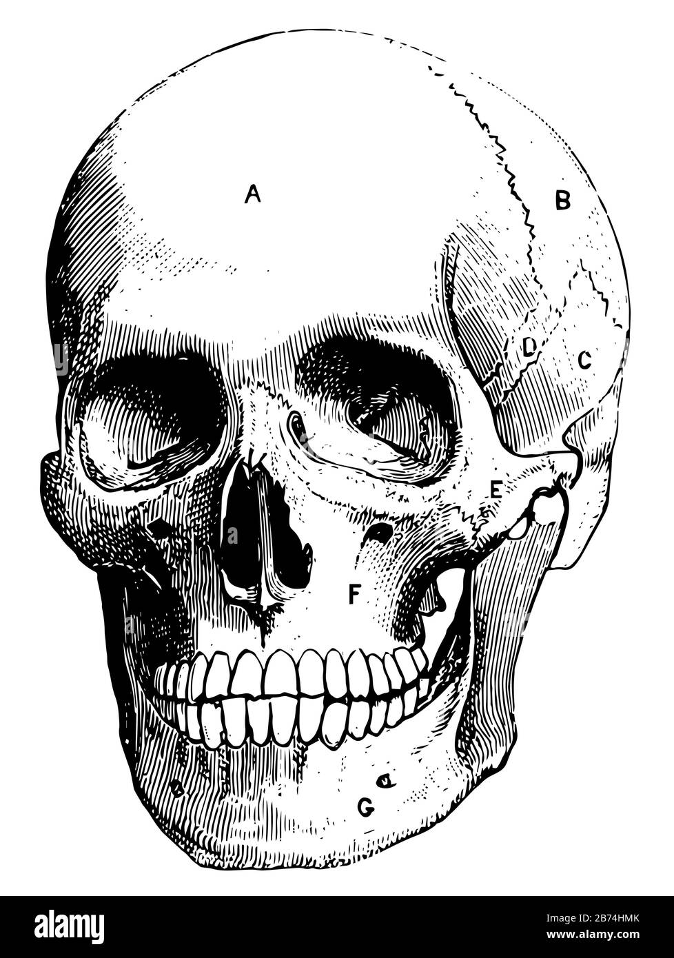 frontal bone and parietal bone, vintage line drawing or engraving ...