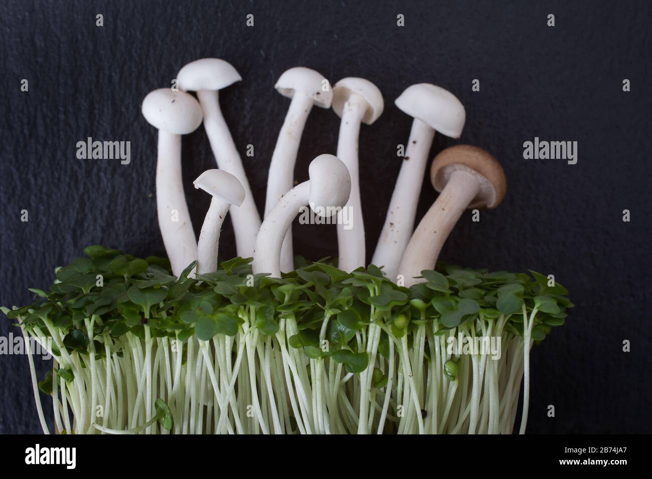 Tall mushrooms and cress against black slate Stock Photo