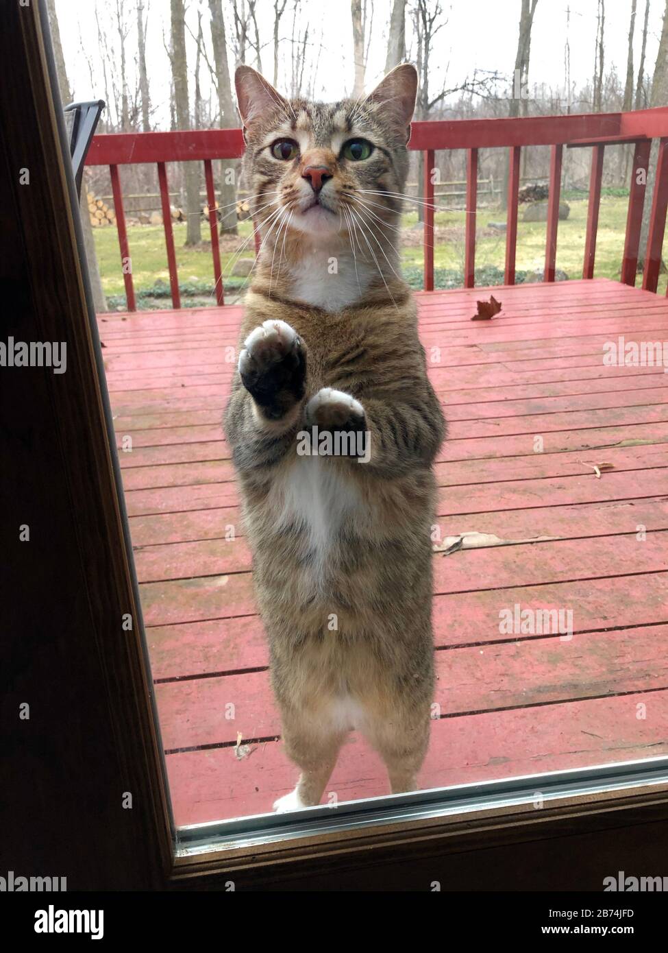 Grey tabby cat asking to come in. Stock Photo