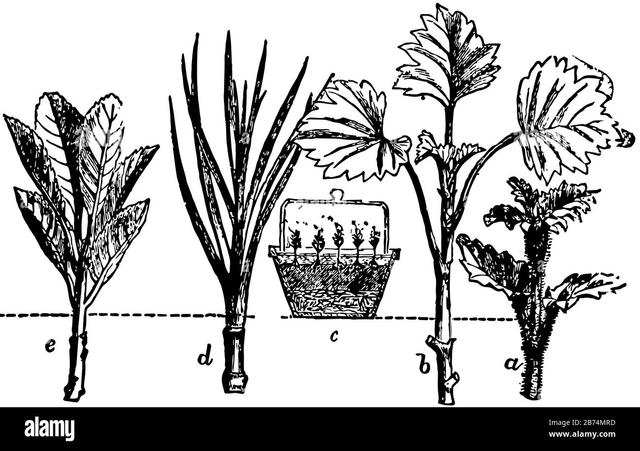 Propagation vector vectors hires stock photography and images Alamy