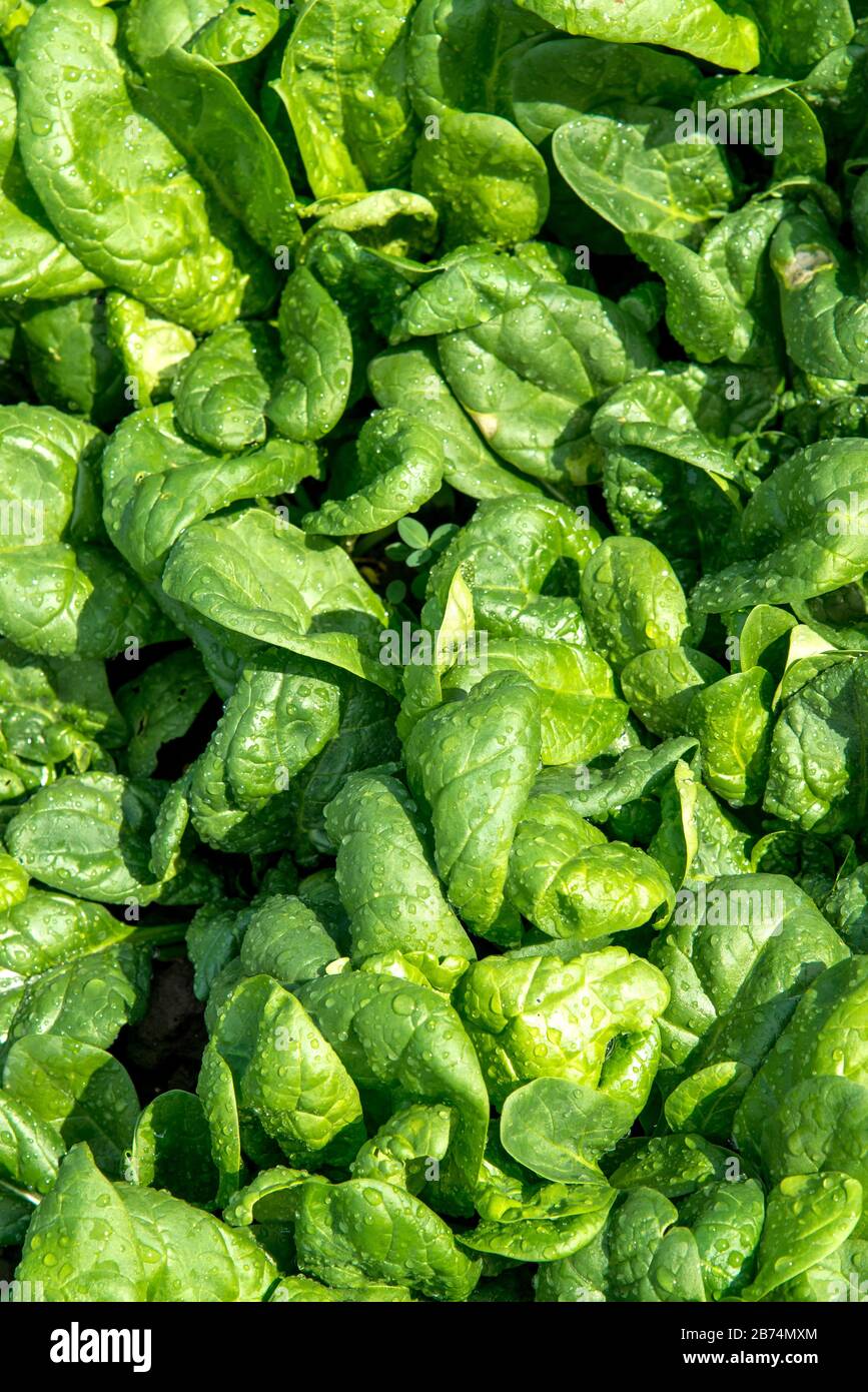 Spring Spinach Vertical fresh spinach leaves hi-res stock photography and images - Alamy