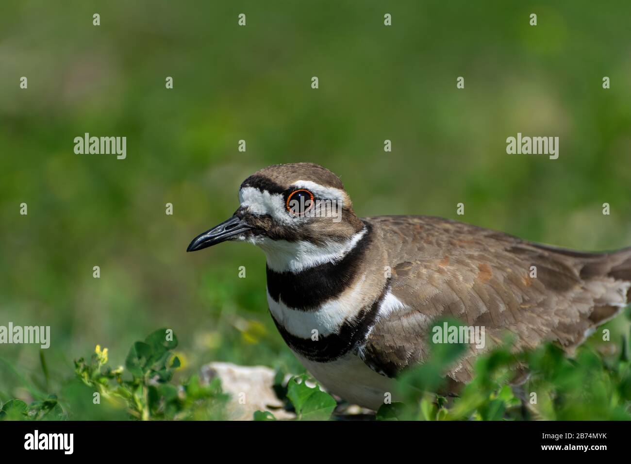 Killdeer bird hires stock photography and images Alamy