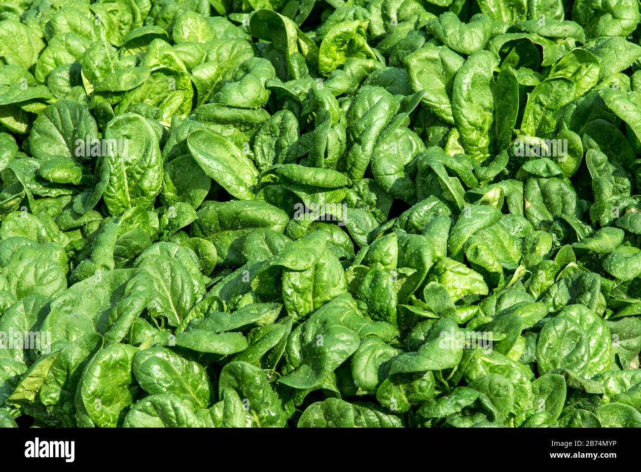 Spring Spinach Spinach leaves growing in water hi-res stock photography and images - Alamy