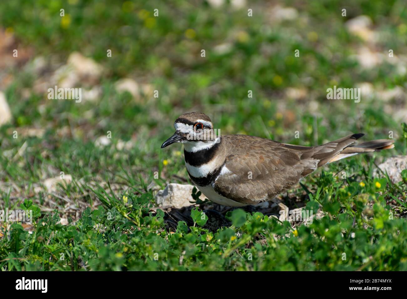 Killdeer bird hires stock photography and images Alamy