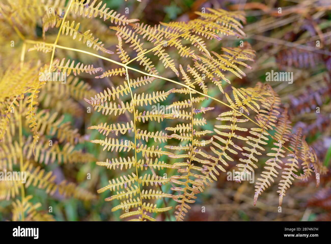 Closeup fern hi-res stock photography and images - Alamy