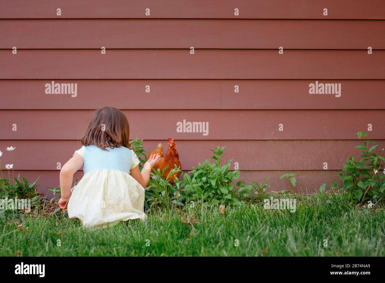 A little girl sits in a garden in summer reaching out to a red chicken Stock Photo