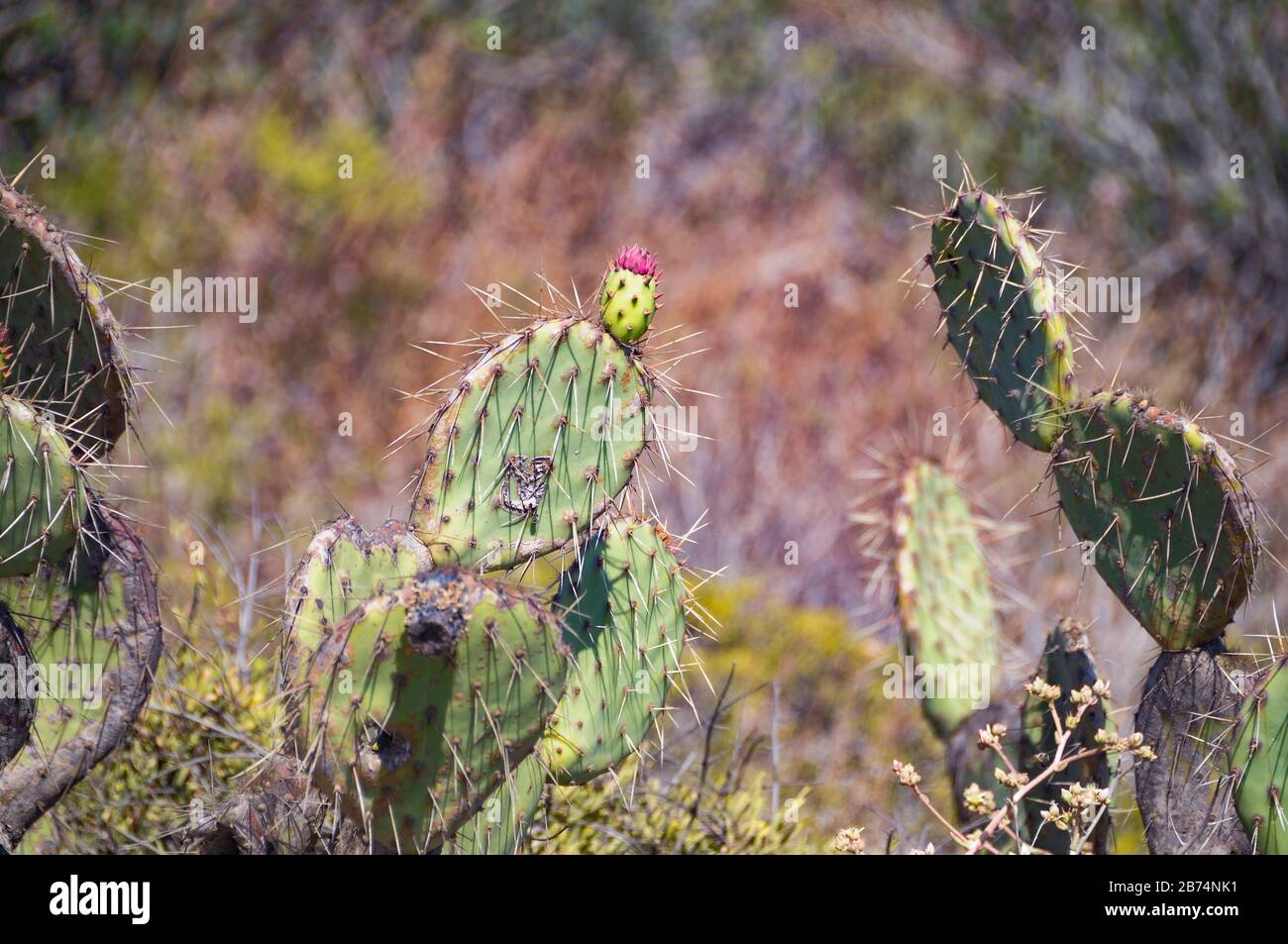 California Torrey Pines Wildlife Trail Views Stock Photo