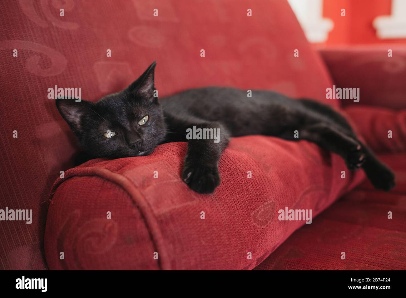 Little cute kitten resting on red couch Stock Photo