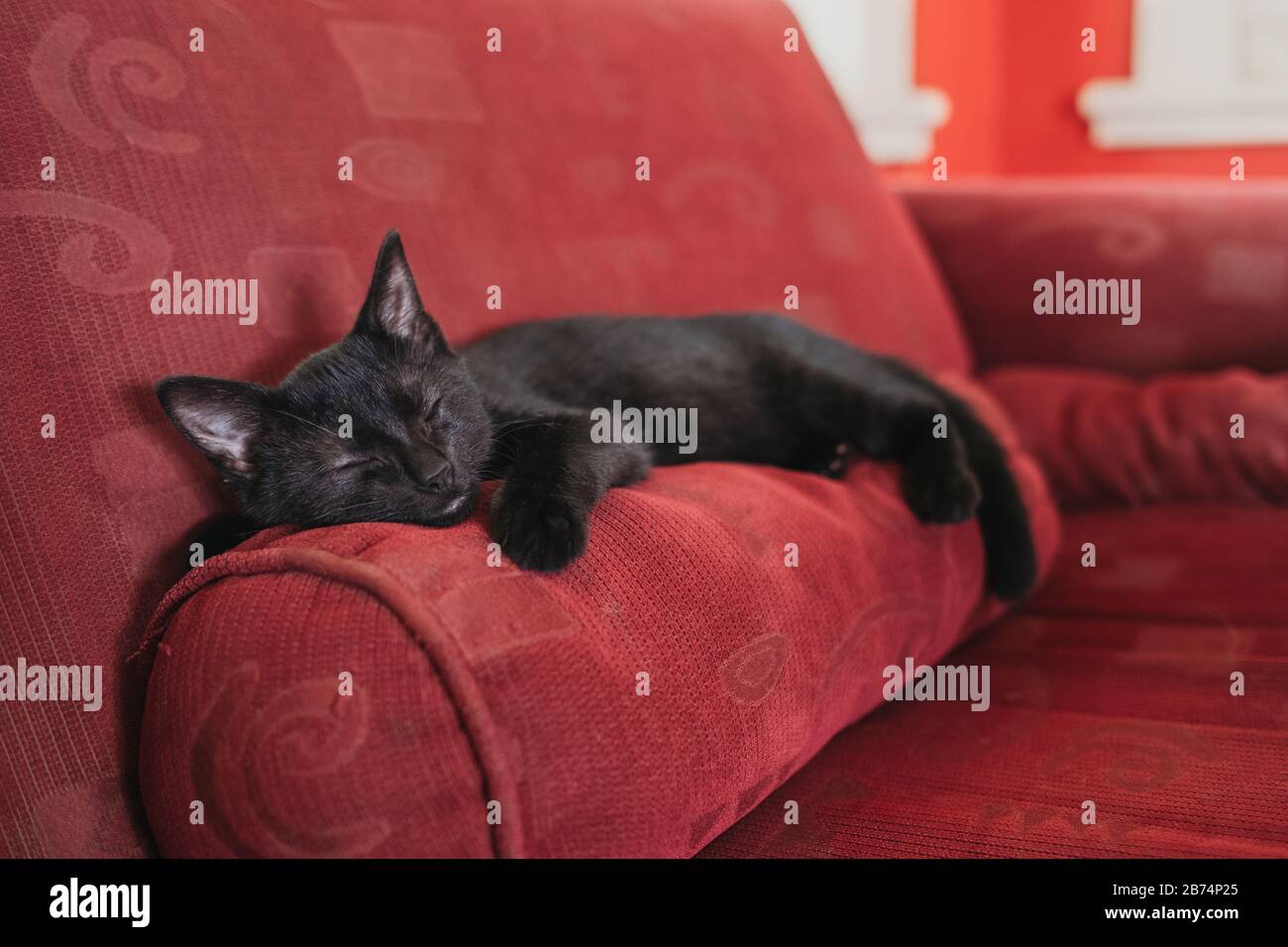 Black kitten sleeping on red sofa cushion Stock Photo