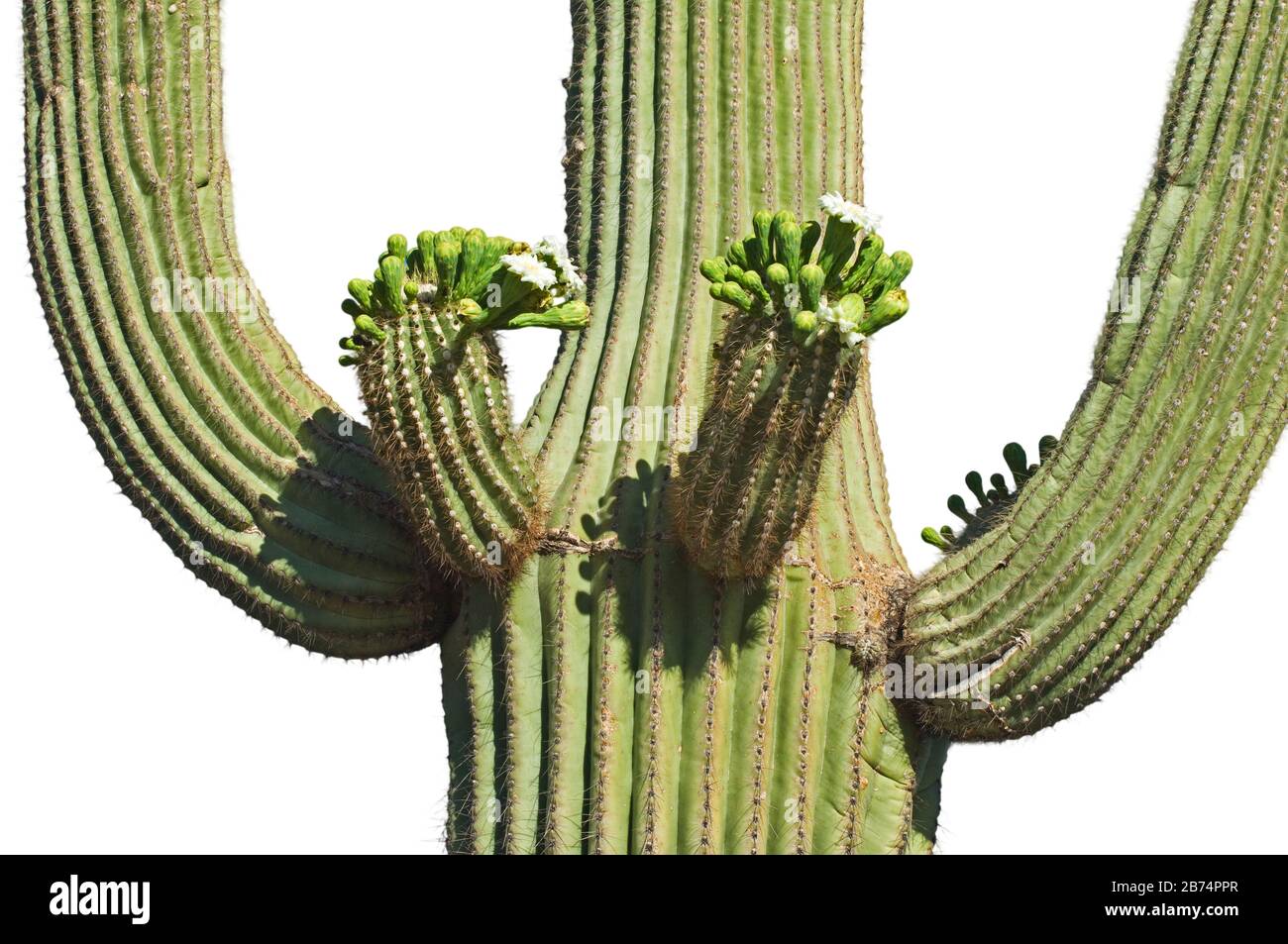 Saguaro cactus (Carnegiea gigantea / Cereus giganteus) blooming, showing buds and white flowers against white background Stock Photo