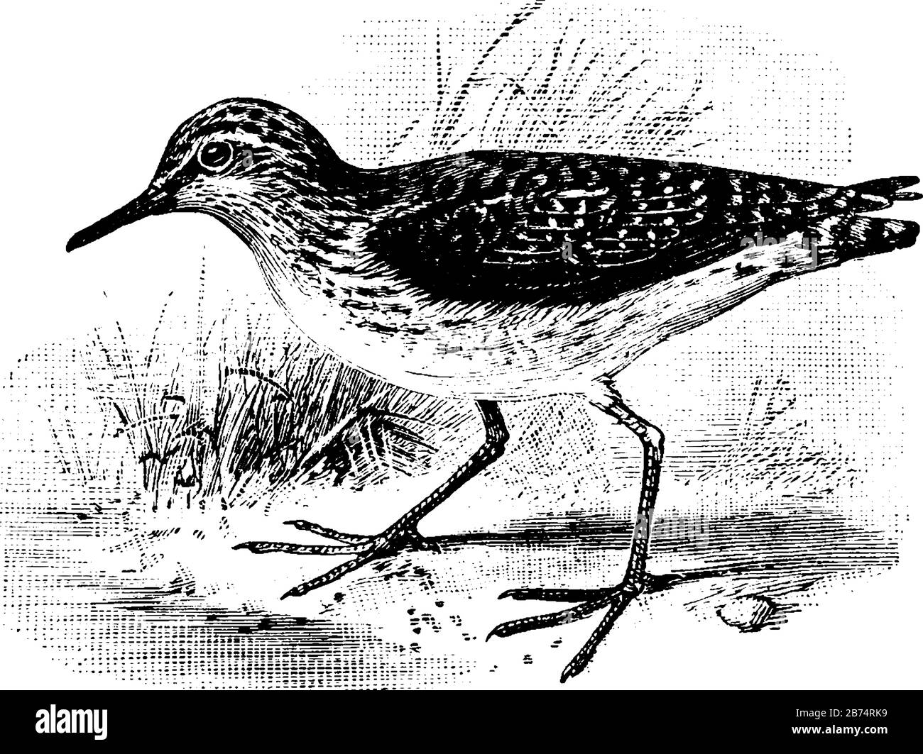 Solitary Sandpiper is a water wading bird mostly found in Europe, vintage line drawing or engraving illustration. Stock Vector