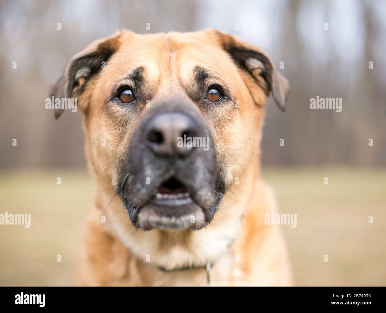 large mixed breed dogs