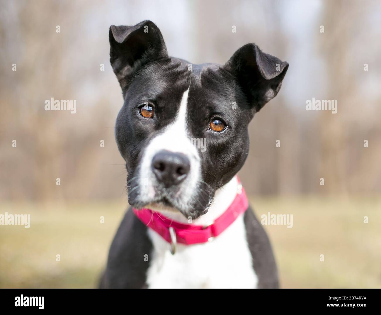 A black and white Pit Bull Terrier mixed breed dog wearing a red collar and listening with a head tilt Stock Photo