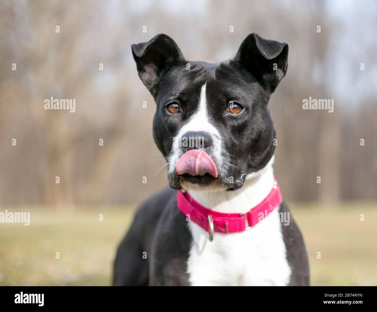 Pit Licking