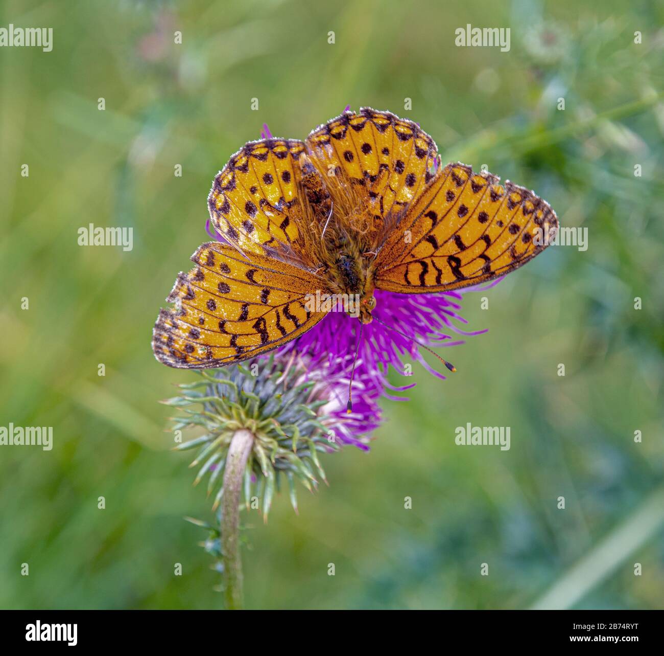 silver-washed fritillary (Argynnis paphia) butterfly basking on a mountain cornflower Stock Photo