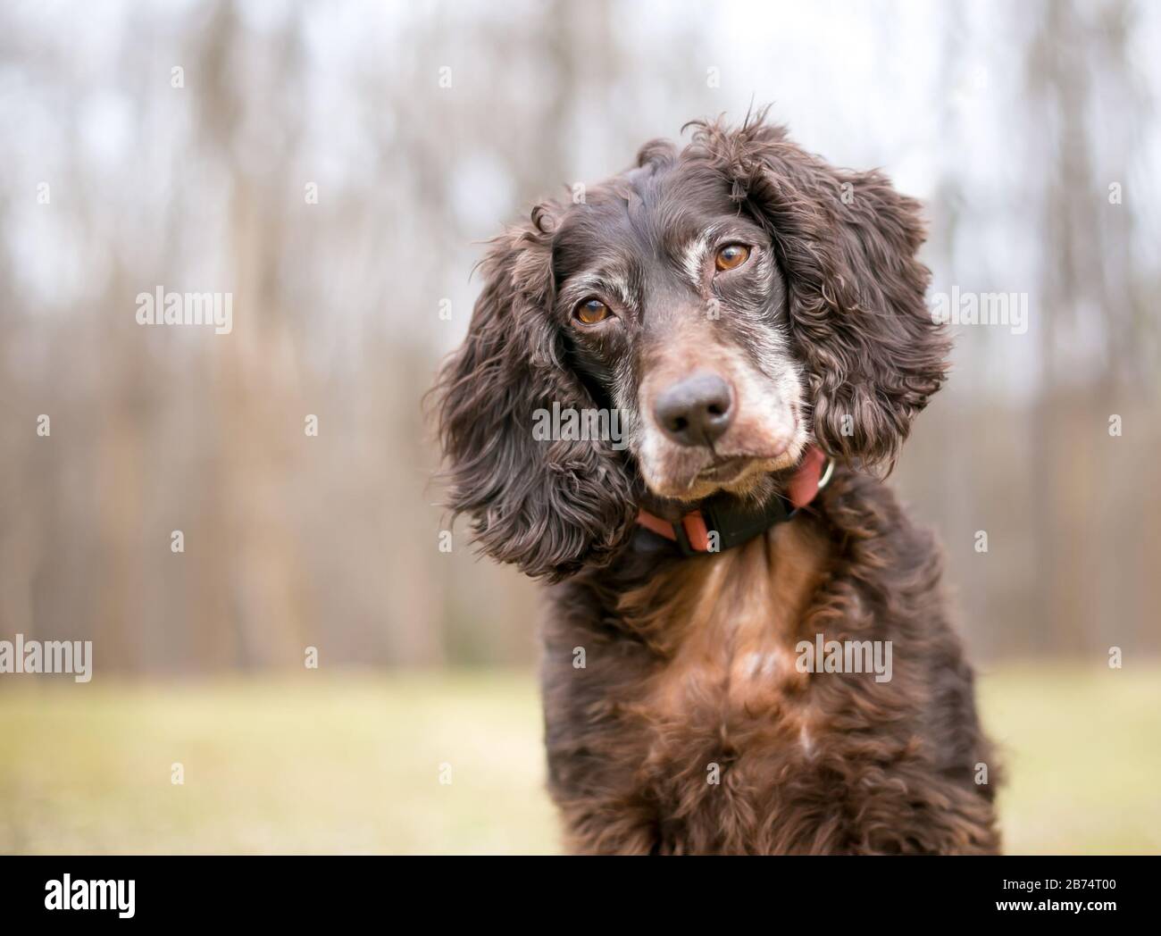 A brown Cocker Spaniel dog outdoors Stock Photo