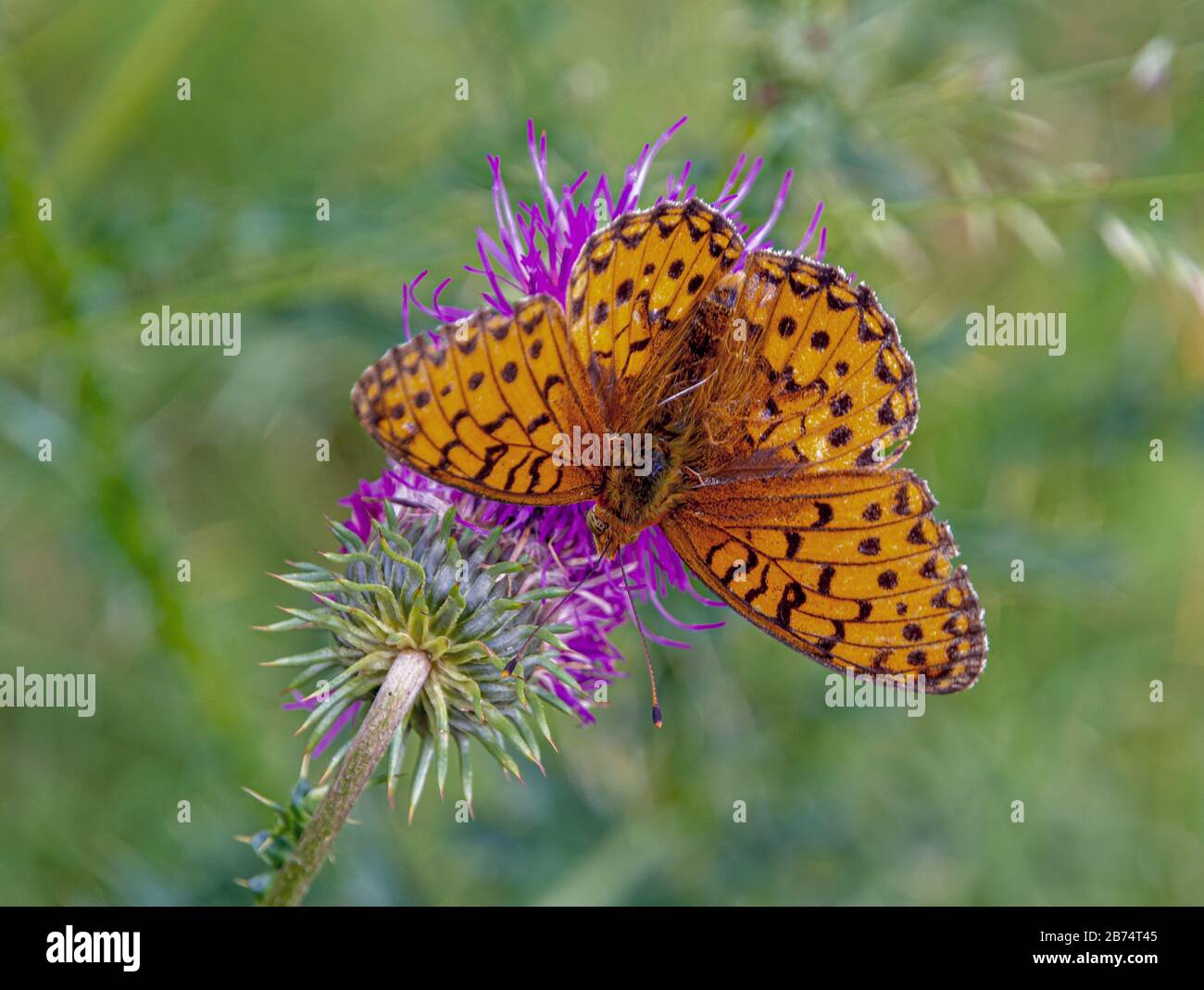silver-washed fritillary (Argynnis paphia) butterfly basking on a mountain cornflower Stock Photo