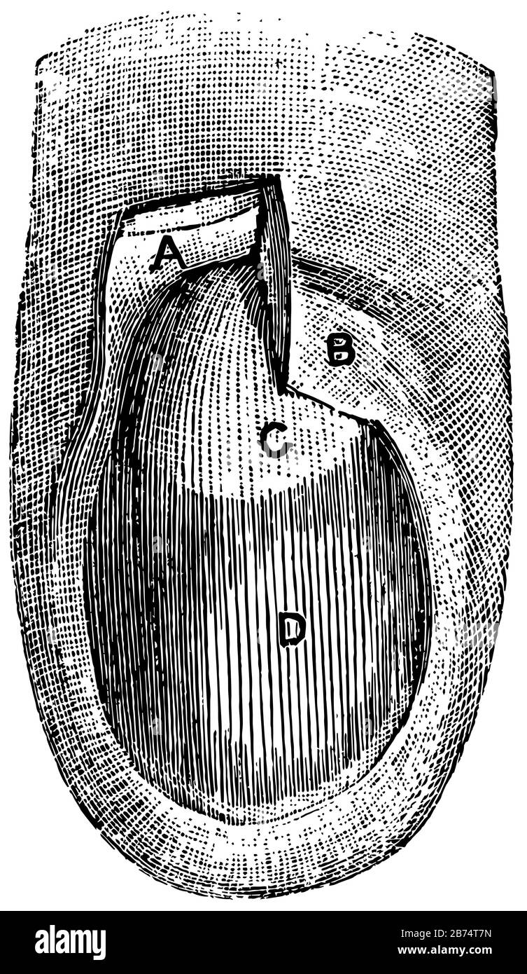 This illustration represents Nail in position, vintage line drawing or