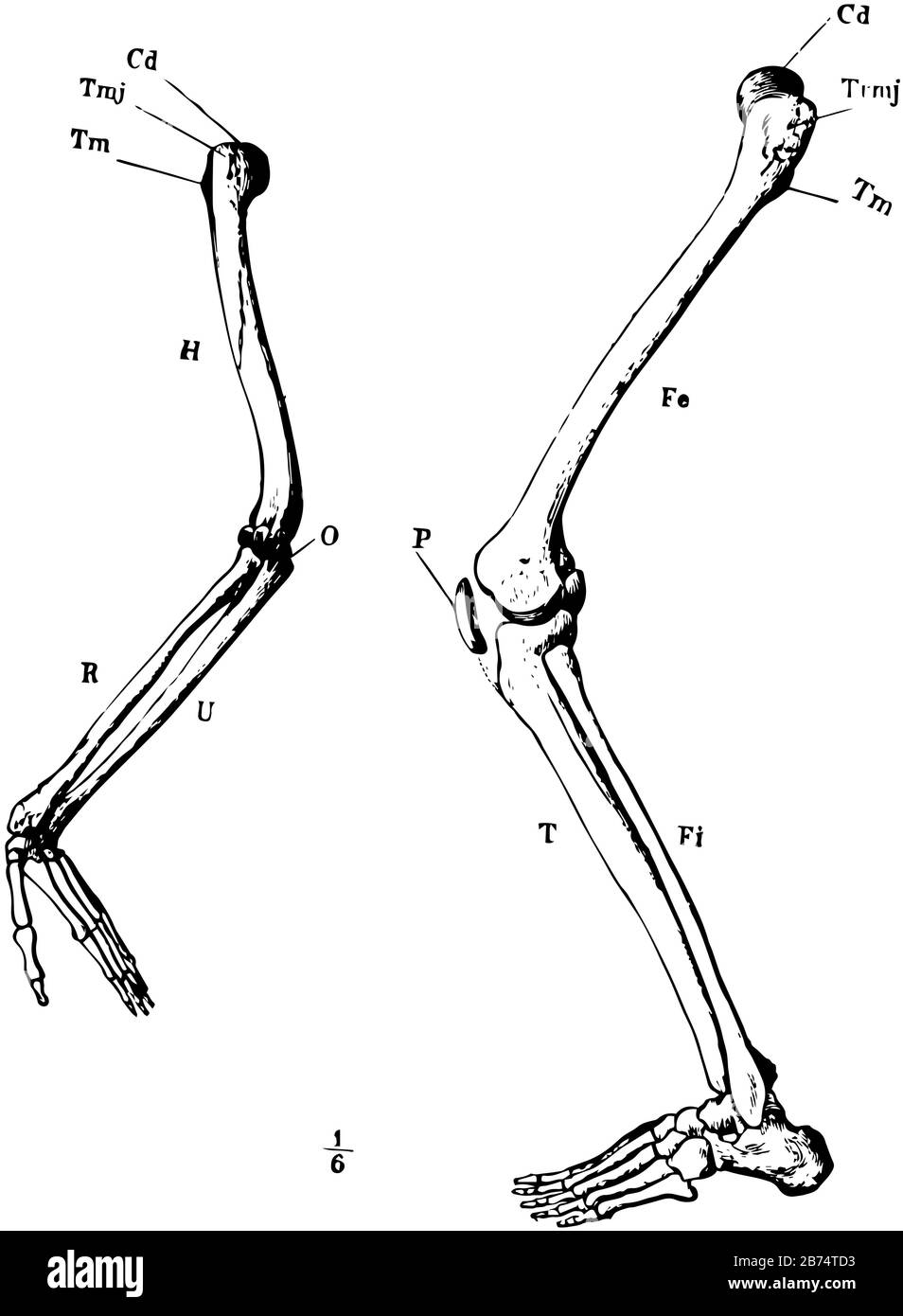 7 скелет конечностей. Скелет ноги. Кости ноги. Скелет ноги сбоку. Кости задних конечностей человека.