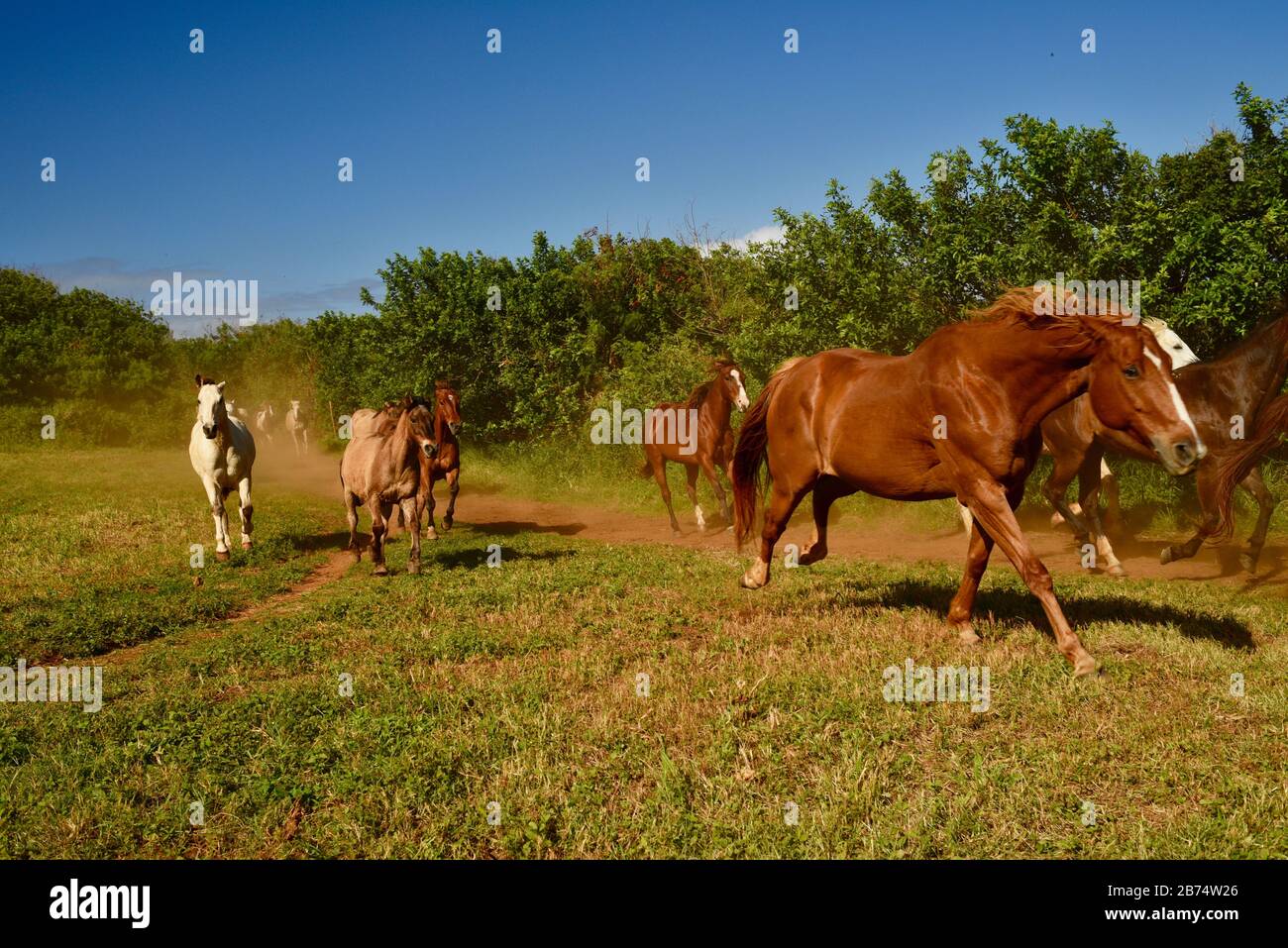 Beautiful herd of galloping horses, kicking up dust, following trail to