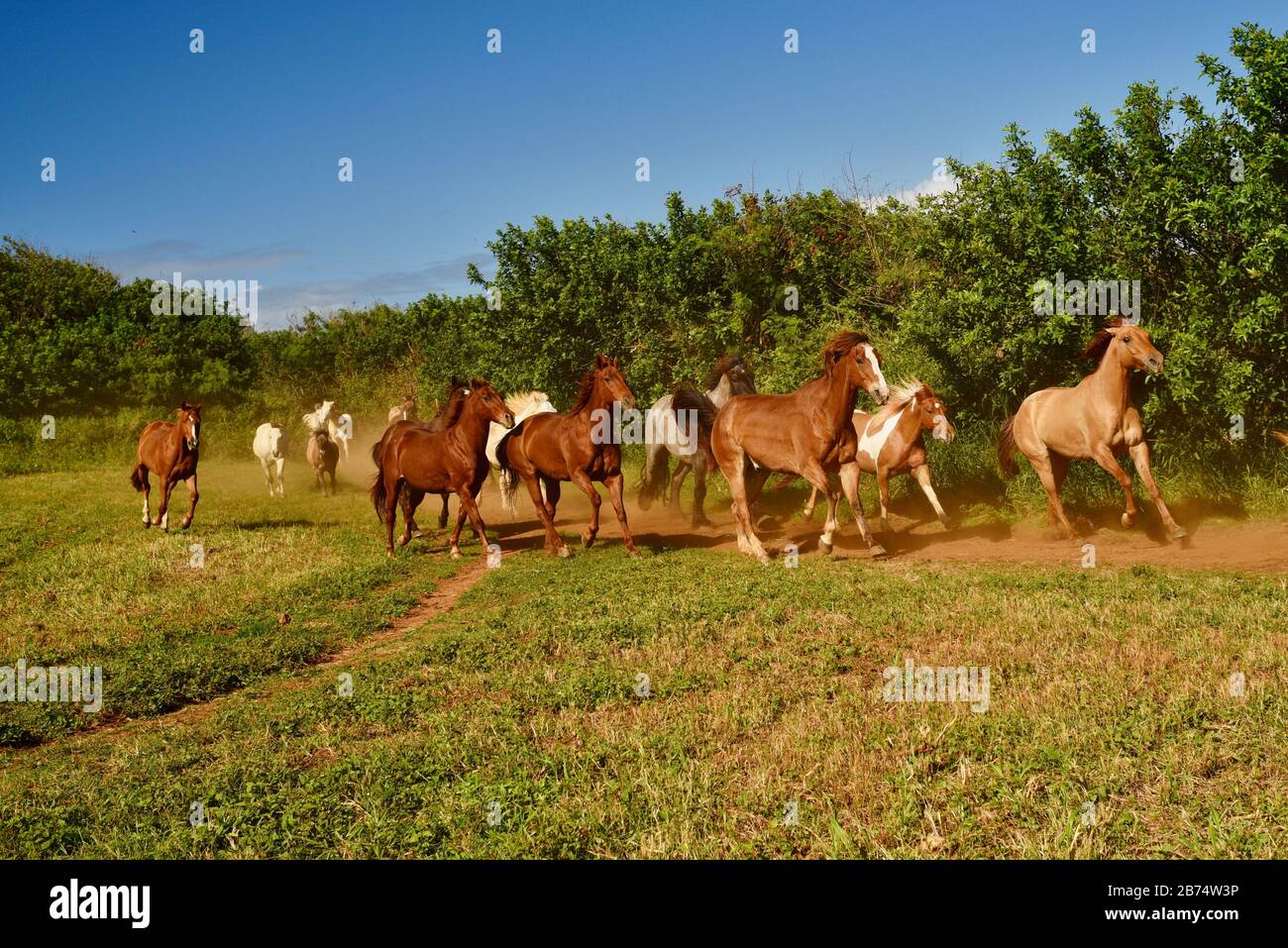 Beautiful herd of galloping horses, kicking up dust, following trail to
