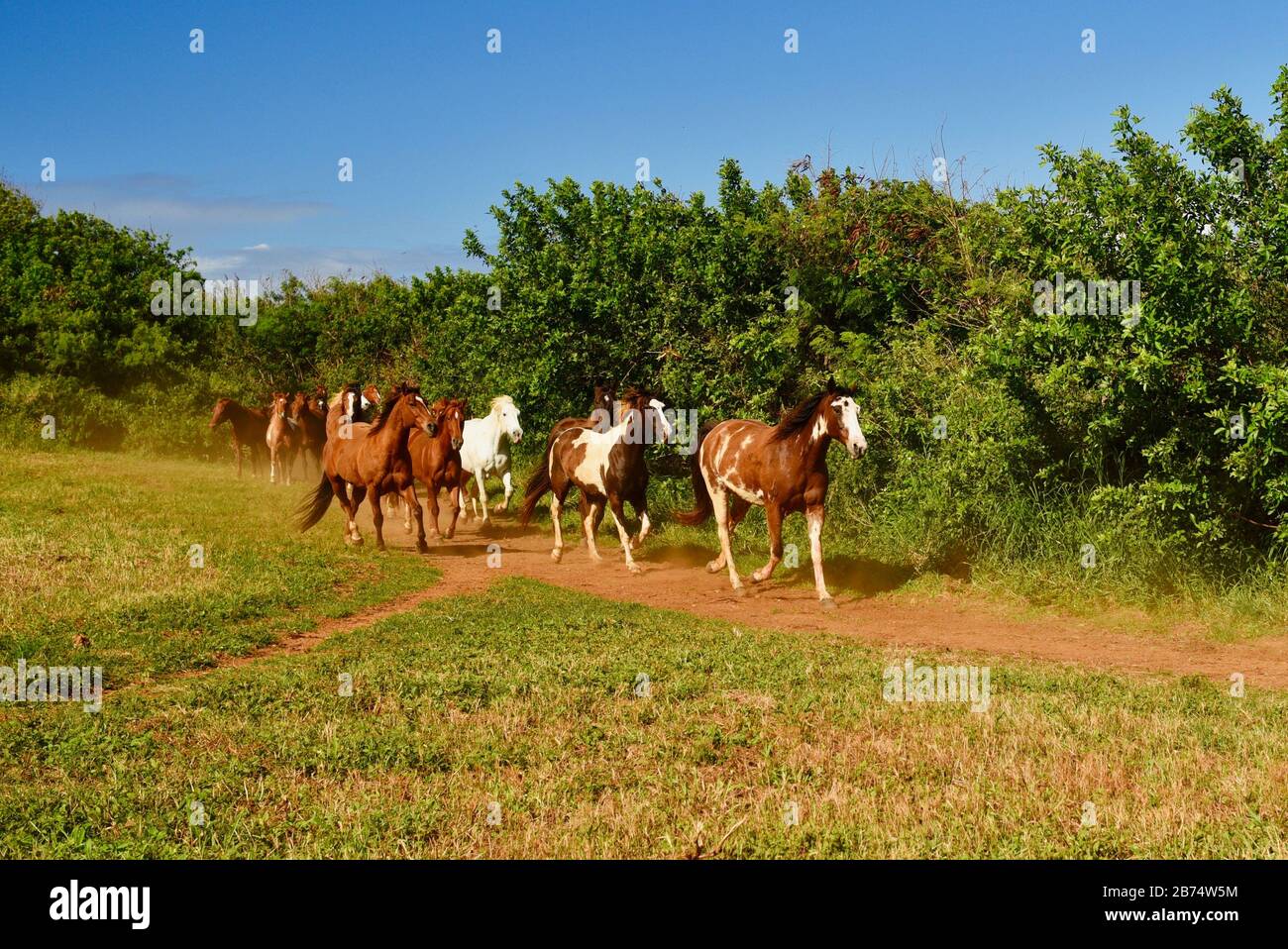 Beautiful herd of galloping horses, kicking up dust, following trail to