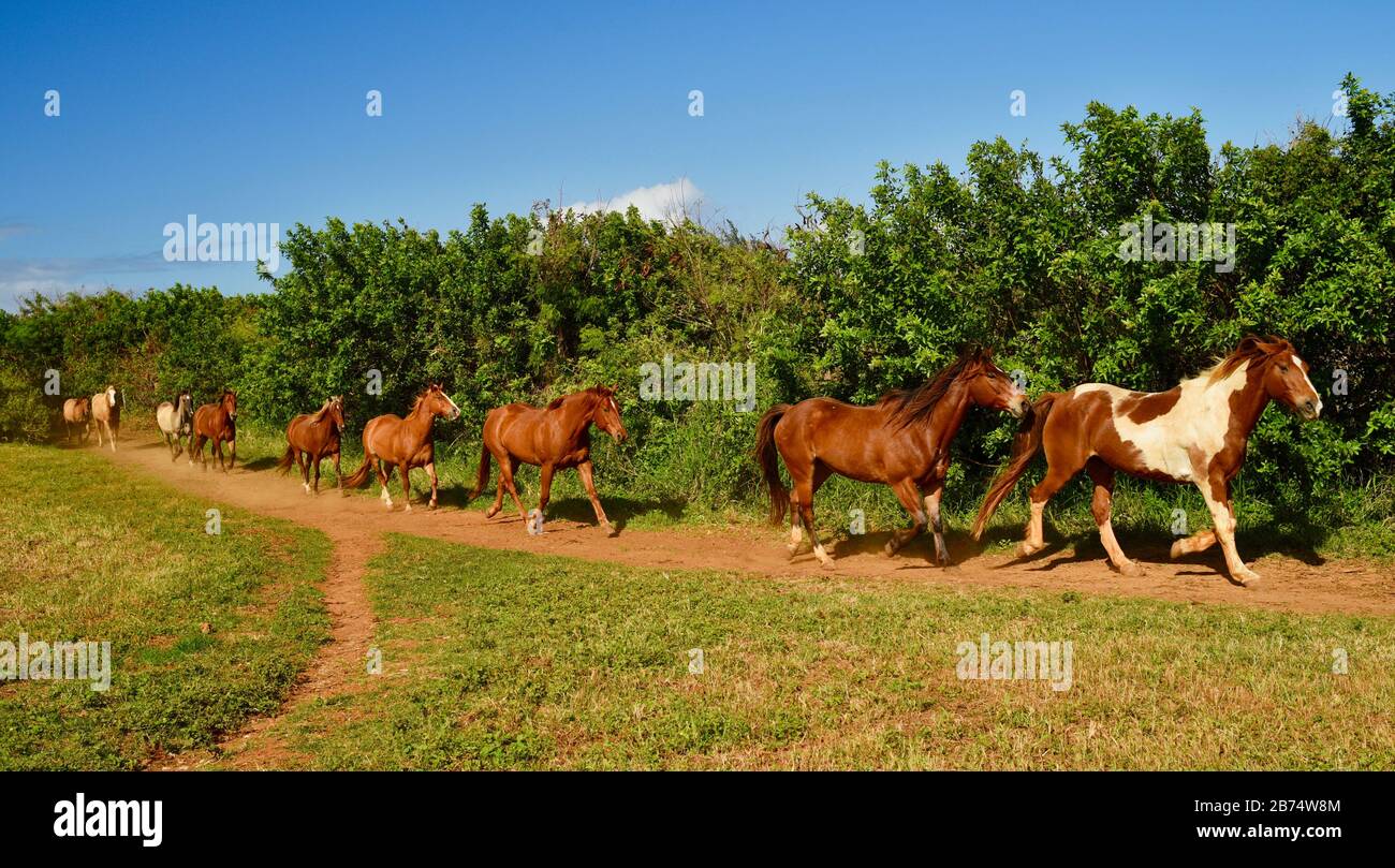 Beautiful herd of galloping horses, kicking up dust, following trail to