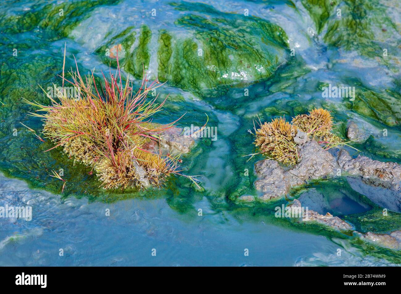 Hot stream closeup of green blue bacteria color plants in water Stock Photo
