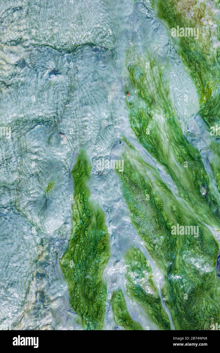 Hot stream closeup of green blue bacteria color plants in water Stock Photo