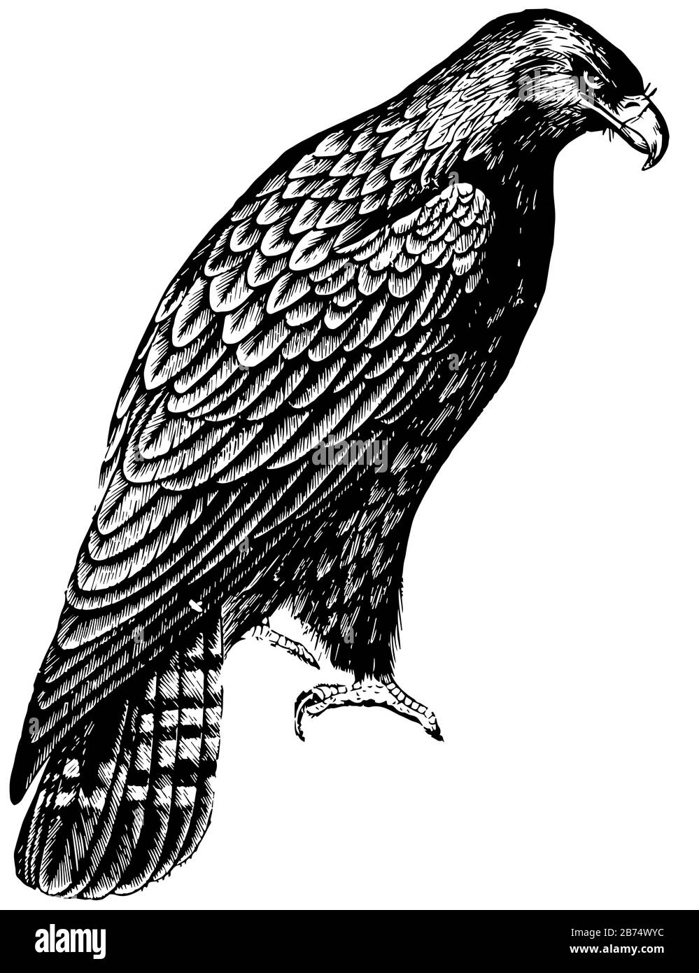 Imperial Eagle is endowed with immense muscular vigor, vintage line drawing or engraving illustration. Stock Vector