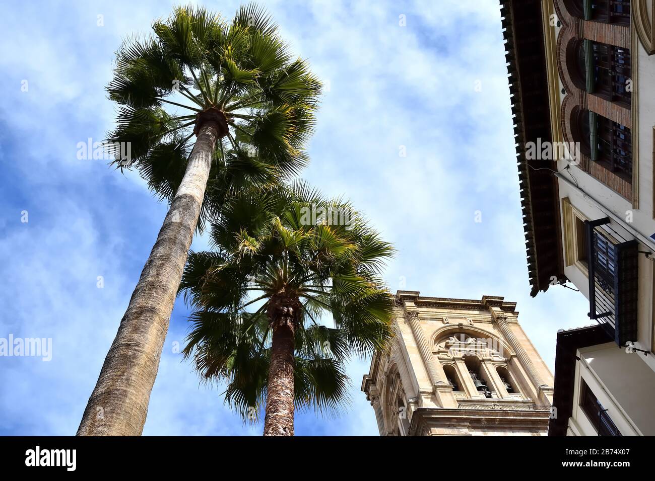 Granada cathedral tower next to two tall palm trees seen from a low angle Stock Photo