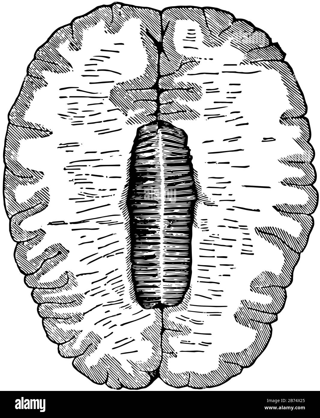 Gray matter and white matter brain Stock Vector Images Alamy