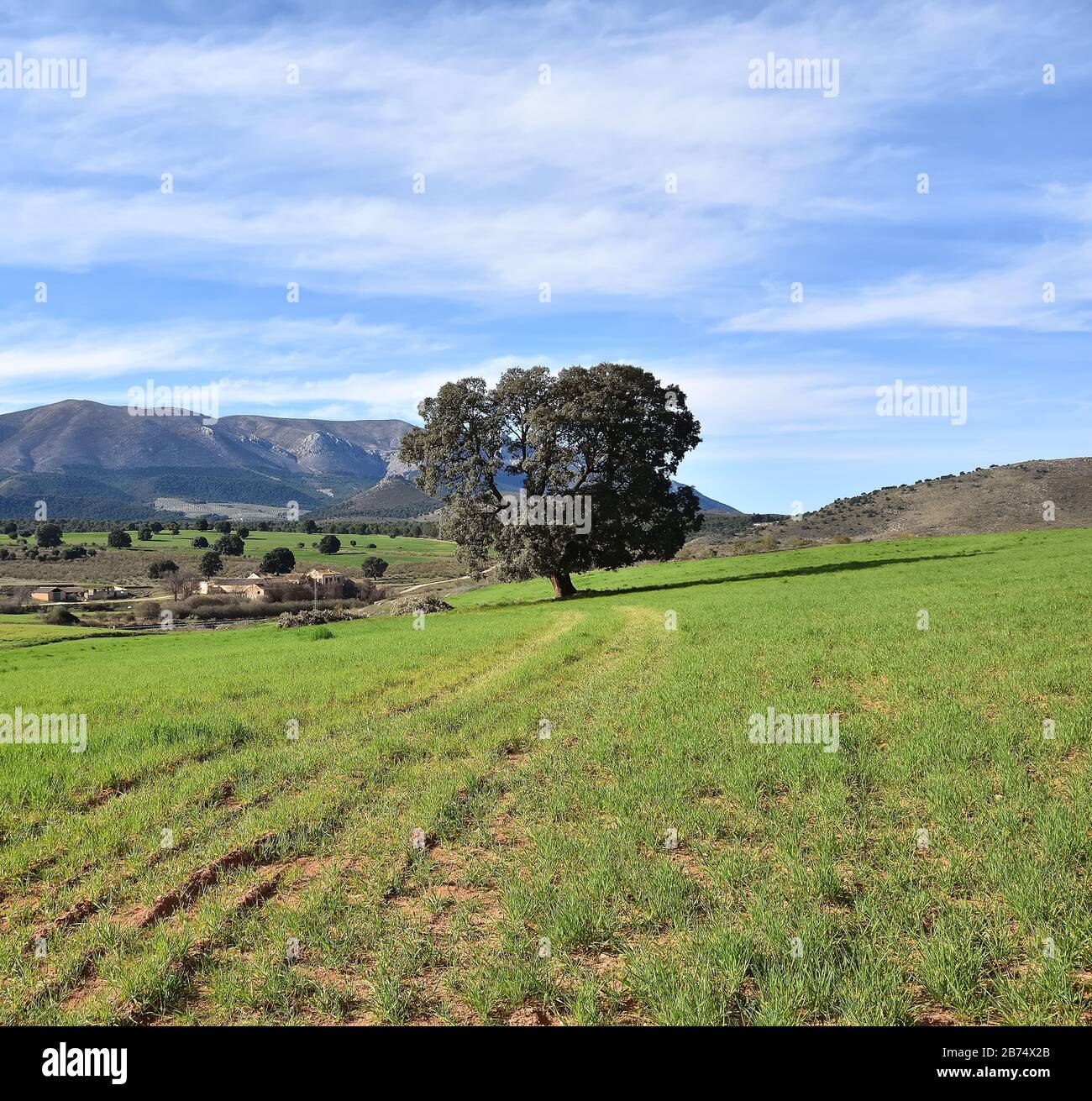 Great oak in a beautiful green and mountainous landscape of Andalusia Stock Photo