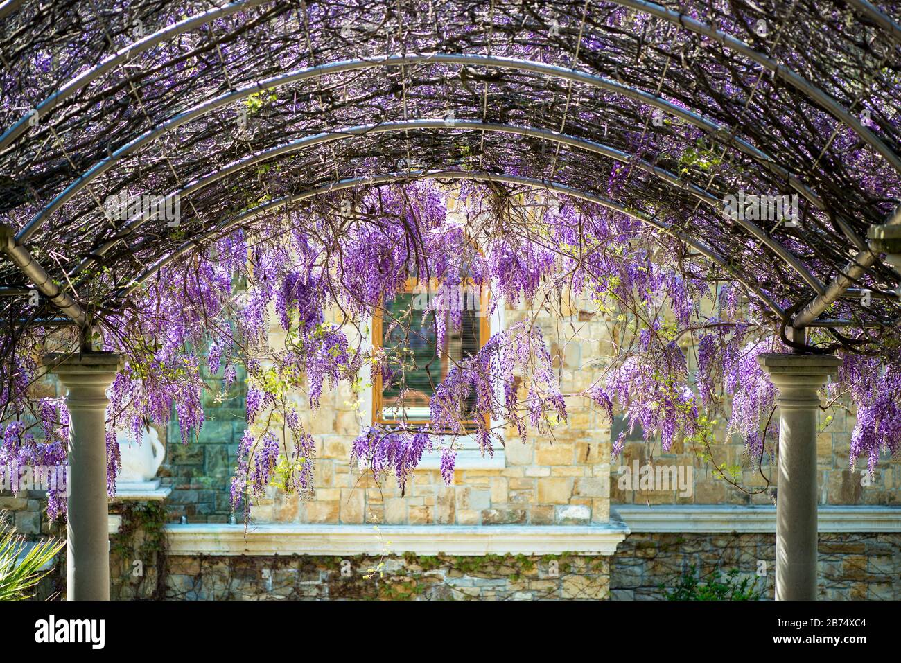 Arched constructionr covered with colorful lilac purple drooping