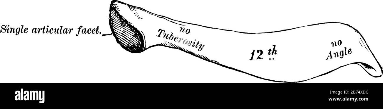 This illustration represents Twelfth Rib, vintage line drawing or ...