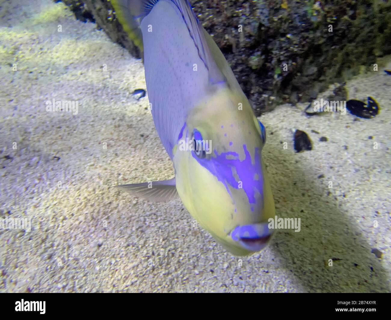 A Bignose Unicornfish (Naso vlamingii) Stock Photo