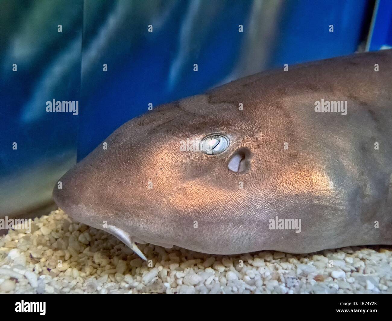 Hasselt's Bamboo Shark (Chiloscyllium hasseltii) Stock Photo