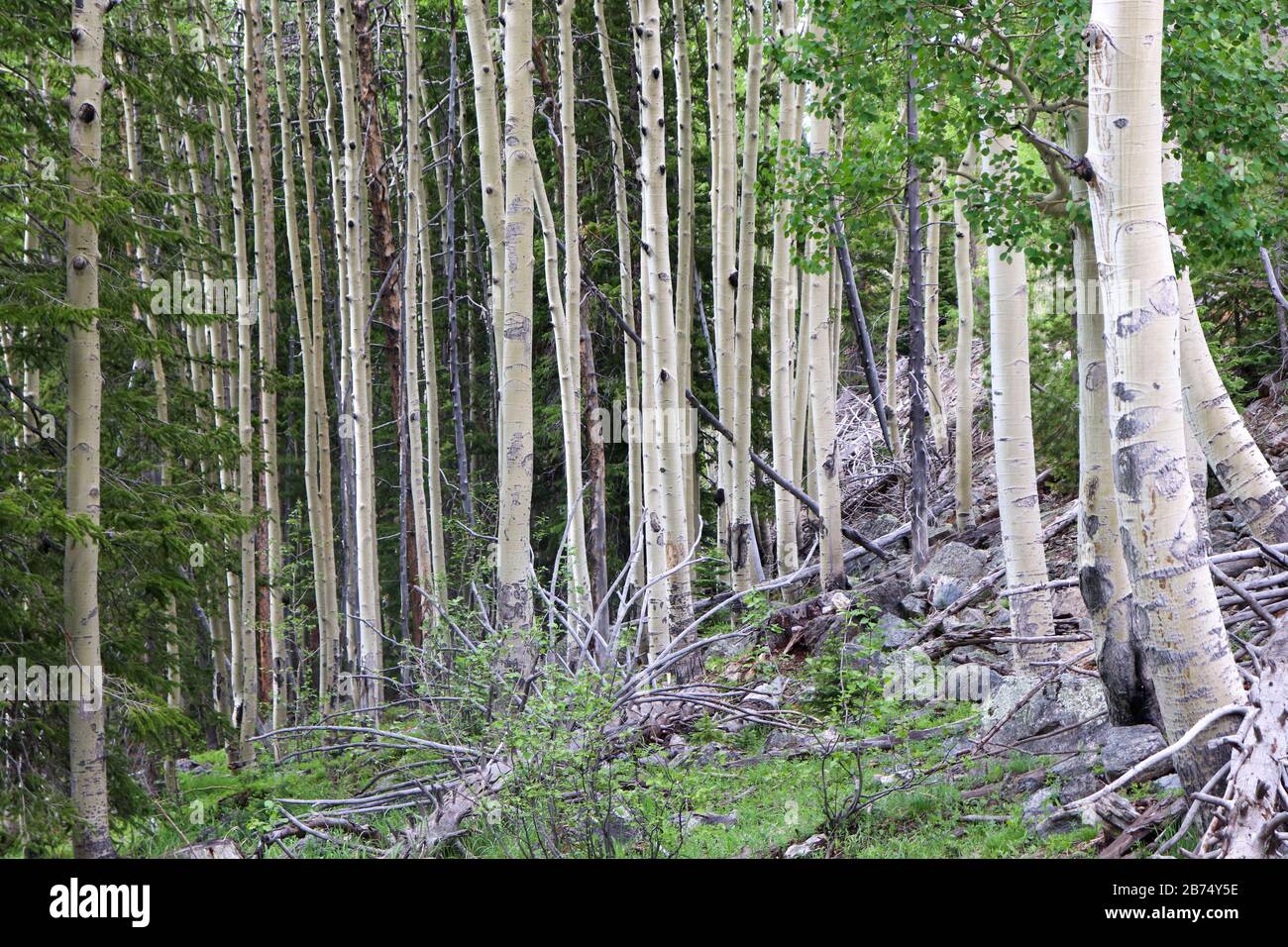 Aspen tree wood texture hires stock photography and images Alamy