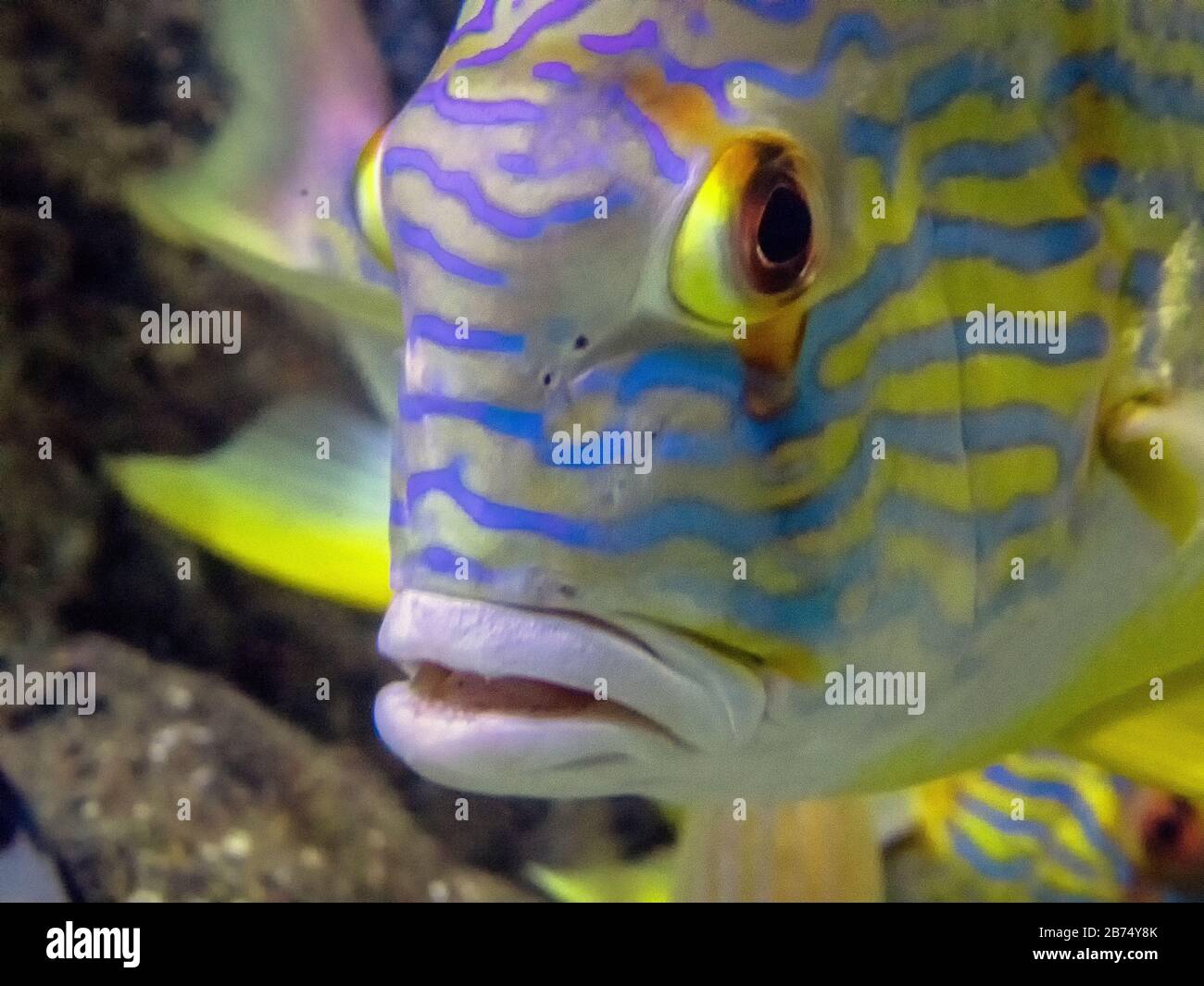 A Sailfin Snapper (Symphorichthys spilurus) Stock Photo