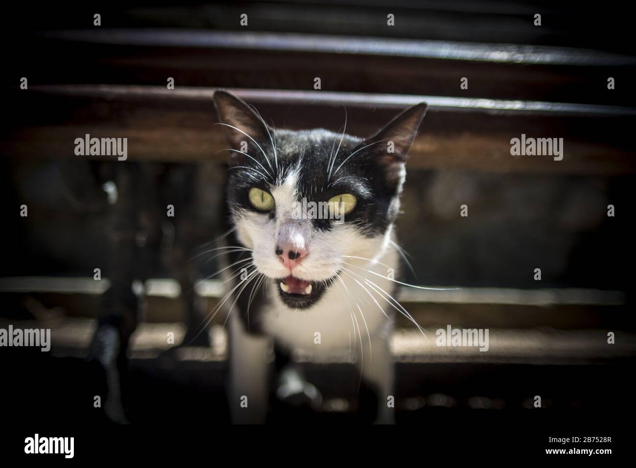 Black and white cat with bright green eyes staring at the camera Stock ...