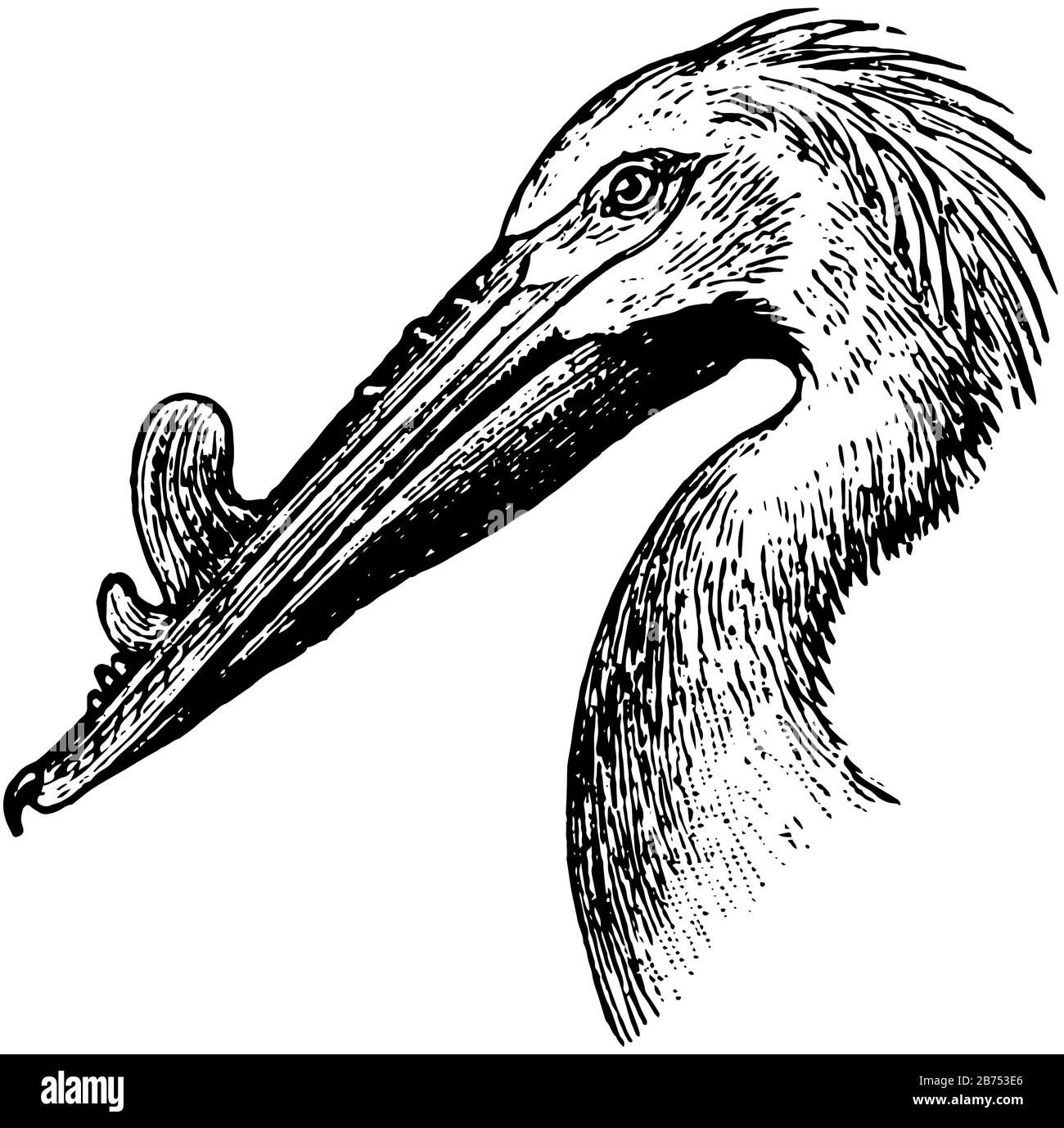 Rough Billed Pelican having a beak with many protrusions, vintage line drawing or engraving illustration. Stock Vector