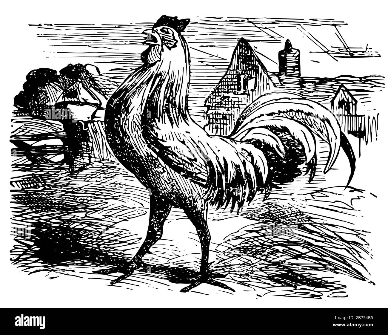 a-cock-on-ground-vintage-line-drawing-or-engraving-illustration-stock
