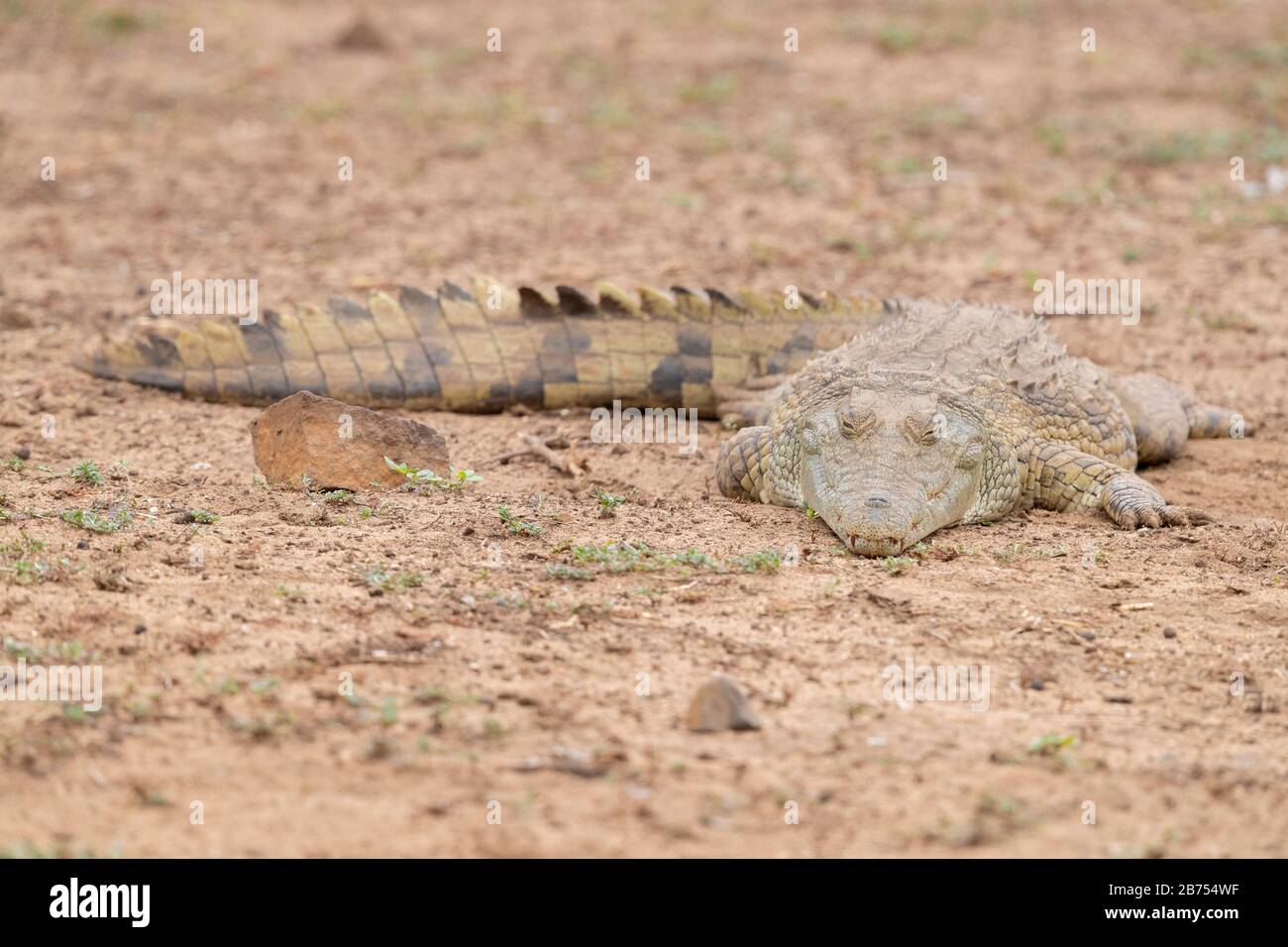 Nile Crocodile (Crocodylus niloticus), individual resting on the ground, Mpumalanga, South Africa Stock Photo